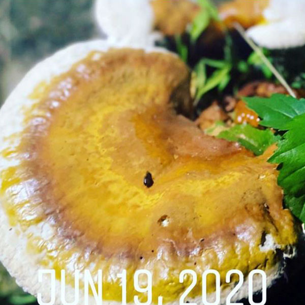 ðŸ¤·ðŸ»â€â™€ï¸#June Foraging